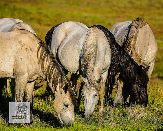 Brumbies30122021pm_0113