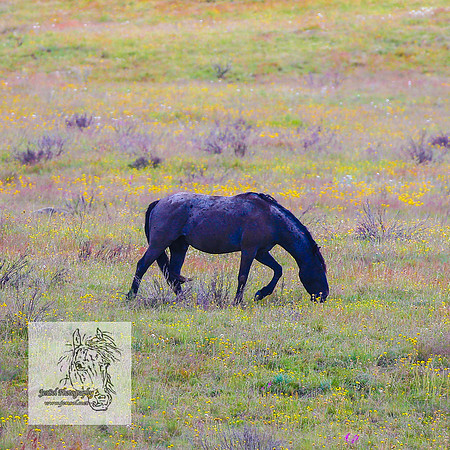 Brumbies26122021_0004