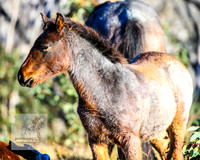 BrumbiesAnzacSat2024_1022