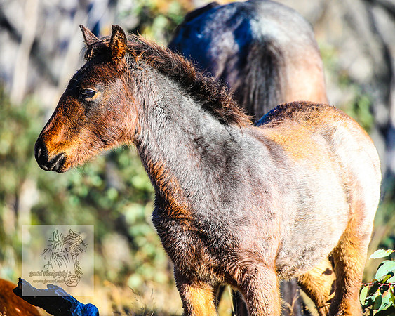 BrumbiesAnzacSat2024_1022