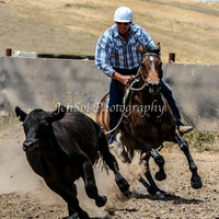 AdaminabyCampdraftSun2015_3079