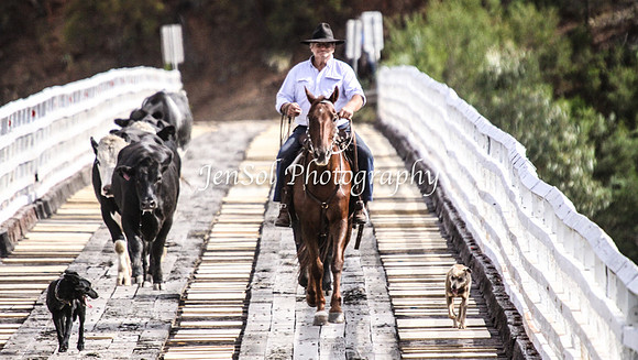 Cabcattle20121_0053