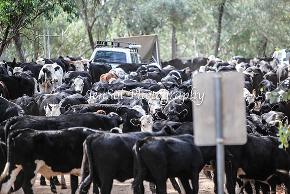 CabCattle2012_0349