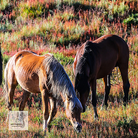 Brumbies29122021_0112