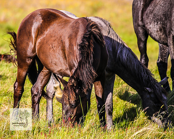 Brumbies30122021pm_0441