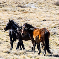 Brumbies11Sep26_1172