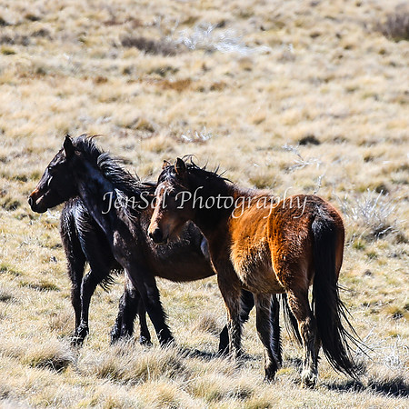 Brumbies11Sep26_1172