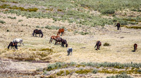 Brumbies11Sep26_1177