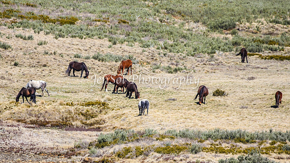 Brumbies11Sep26_1177