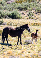 Brumbies11Sep26_1196