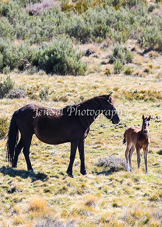 Brumbies11Sep26_1196