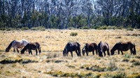Brumbies11Sep26_1188