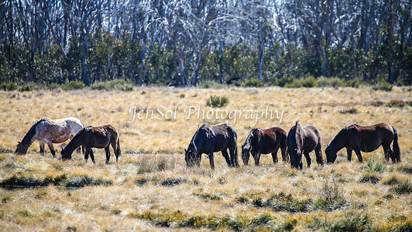 Brumbies11Sep26_1188