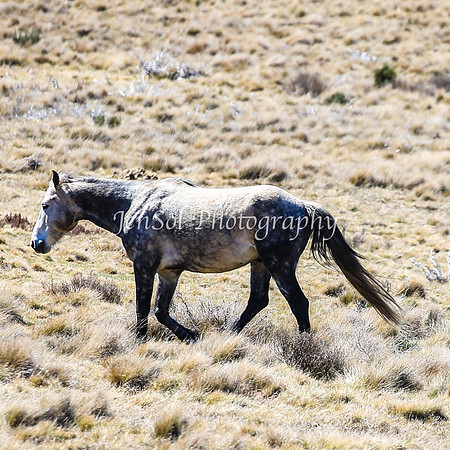 Brumbies11Sep26_1169