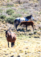 Brumbies11Sep26_1199