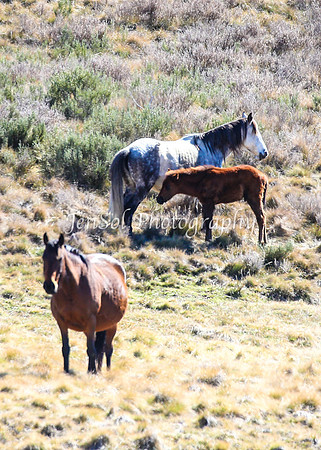 Brumbies11Sep26_1199