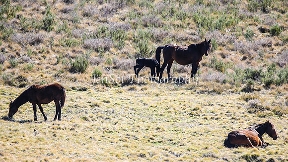 Brumbies11Sep26_1205