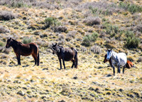 Brumbies11Sep26_1203