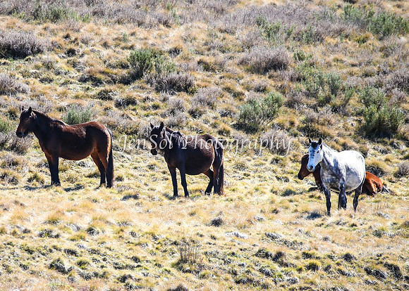 Brumbies11Sep26_1203