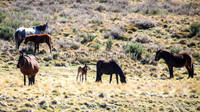 Brumbies11Sep26_1209