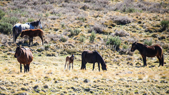 Brumbies11Sep26_1209