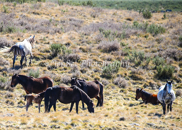Brumbies11Sep26_1215