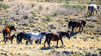 Brumbies11Sep26_1222
