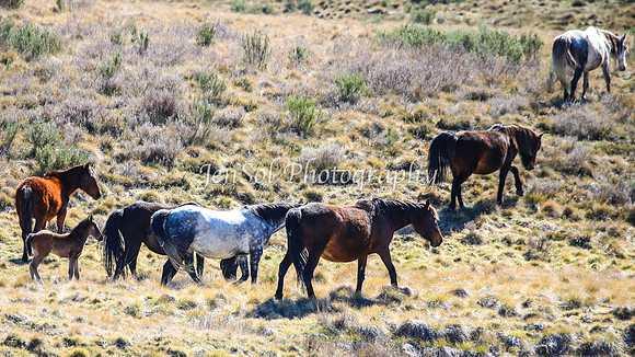 Brumbies11Sep26_1222