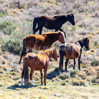 Brumbies11Sep26_1229
