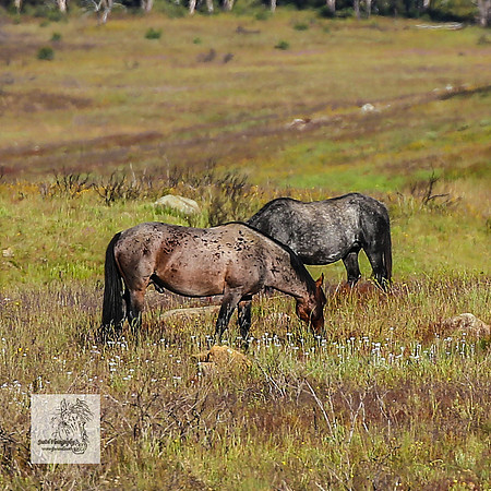 Brumbies30122021a_0050