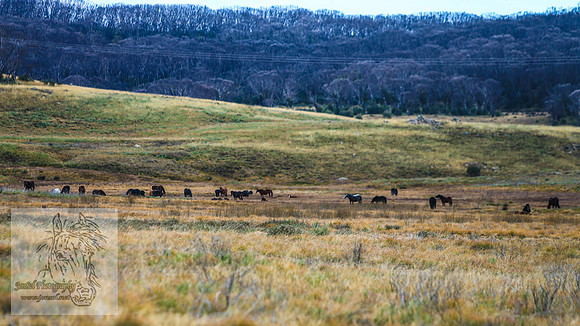 JuneBrumbies_0035
