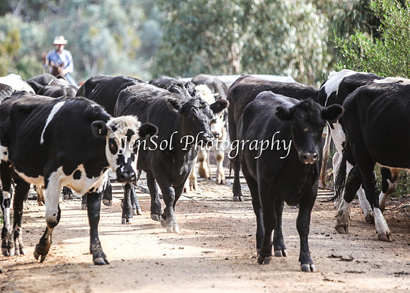 CabCattle2012_0370