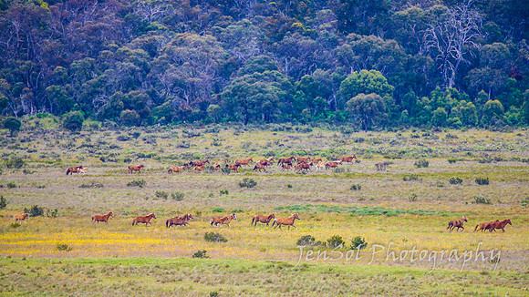 Brumbies27122021_0142