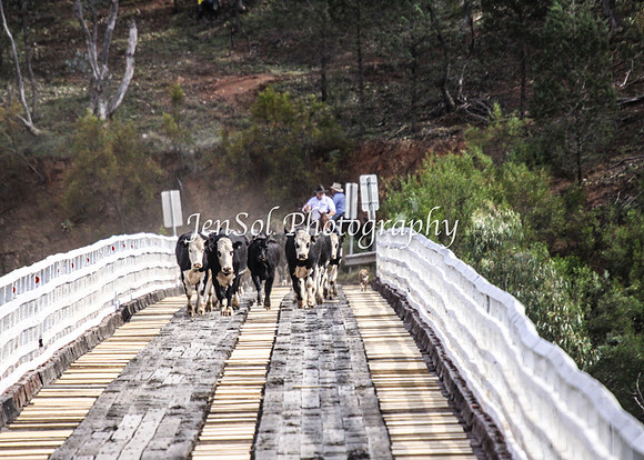 Cabcattle20121_0042