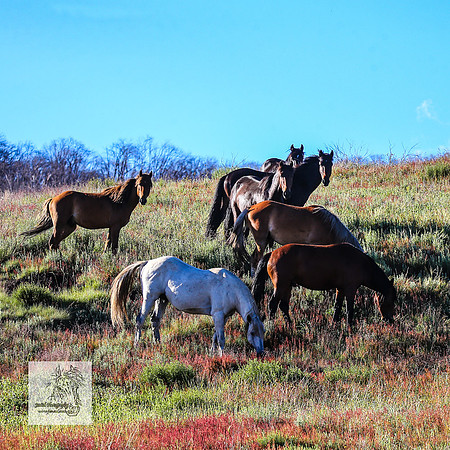 Brumbies29122021_0197