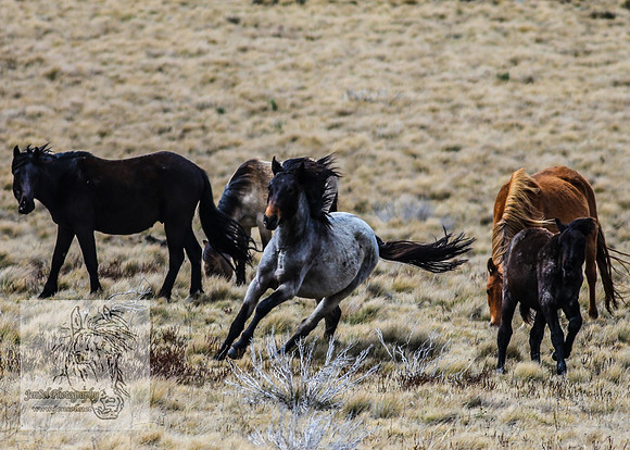 BrumbiesOctober2024_0103
