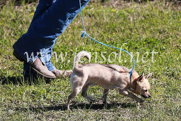CCCampdraft2016_5367