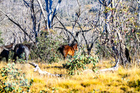 BrumbiesAnzacSat2024_1025