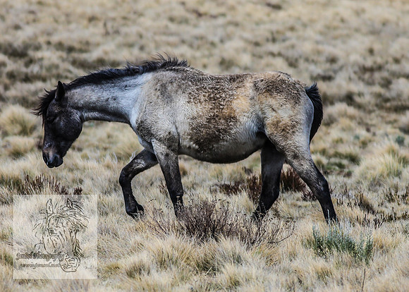 BrumbiesOctober2024_0068
