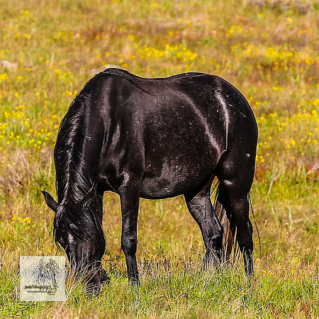Brumbies30122021pm_0231