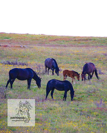 Brumbies26122021_0021