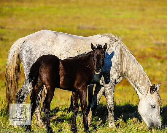 Brumbies30122021pm_0073