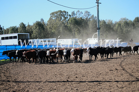 CCCampdraft2016_5416