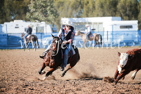 CCCampdraft2016_5098