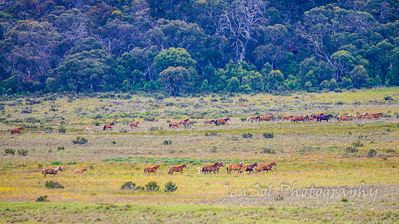 Brumbies27122021_0138