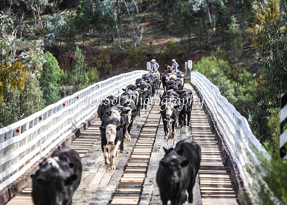 CabCattle2012_0369