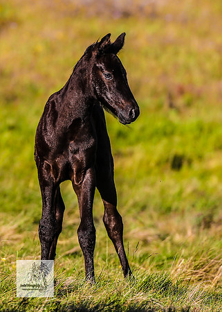 Brumbies30122021pm_0328