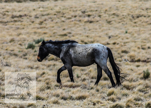 BrumbiesOctober2024_0116