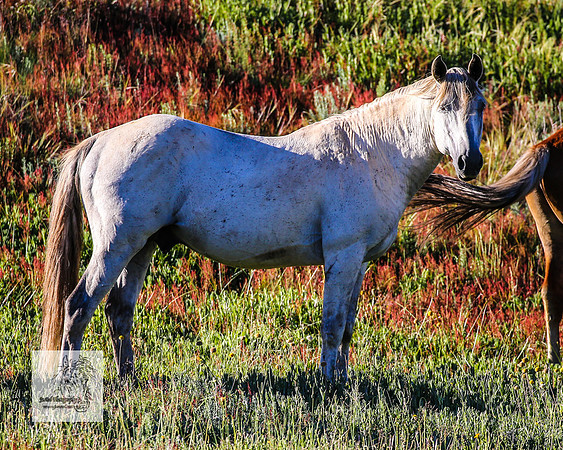 Brumbies29122021_0141