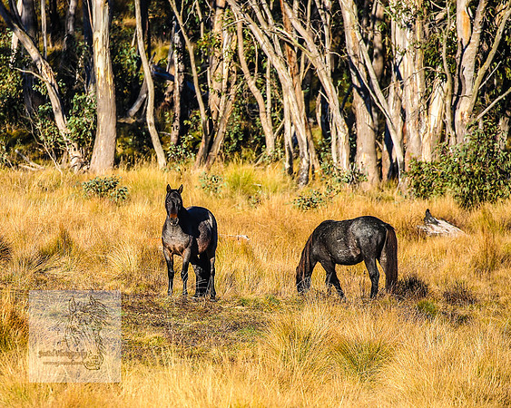 BrumbiesAnzacSat2024_0937